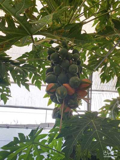 فروش پاپایا