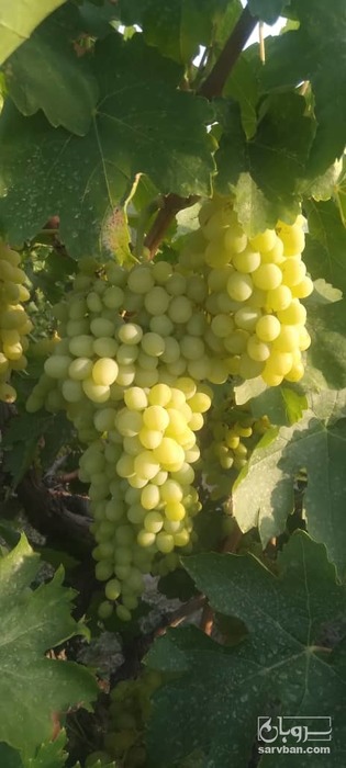 فروش انگور عسگری