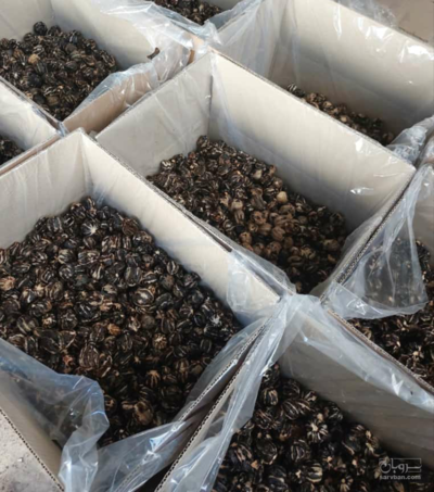 فروش لیمو خشک ببری