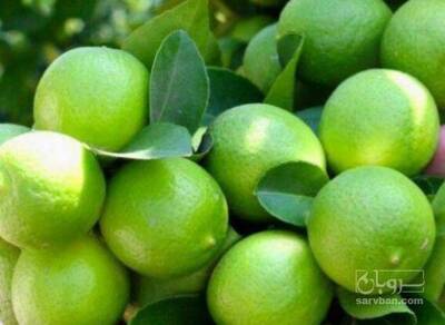 فروش لیموترش