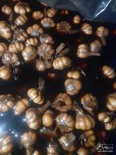 فروش سیر ترشی