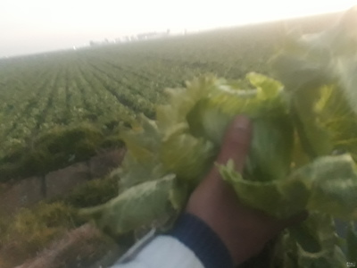 فروش کاهوآیسبرگ