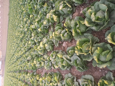 فروش کاهو پیچ