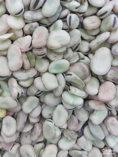 فروش باقلا خشک