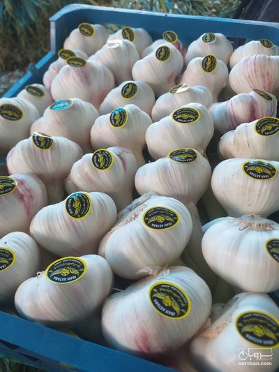 فروش سیر صادراتی