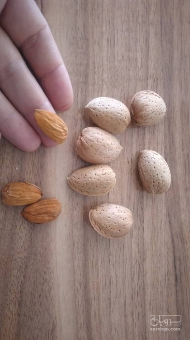 فروش پوست بادام - سنگی - سخت