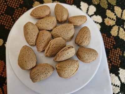 فروش بادام شاهرودی