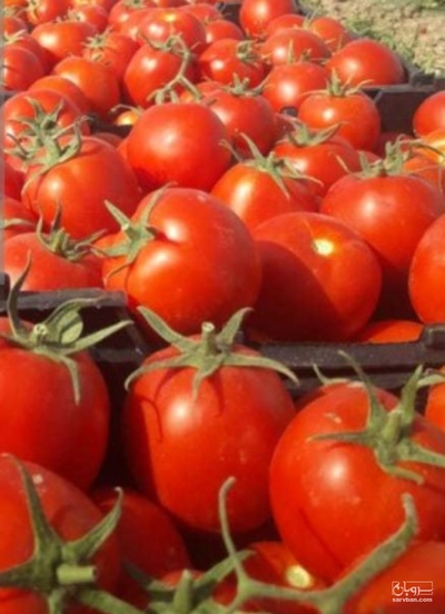 فروش گوجه فرنگی