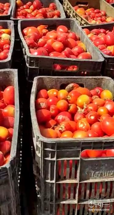 فروش گوجه فرنگی ربی