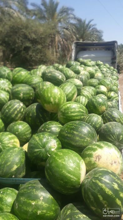 فروش هندوانه گرد