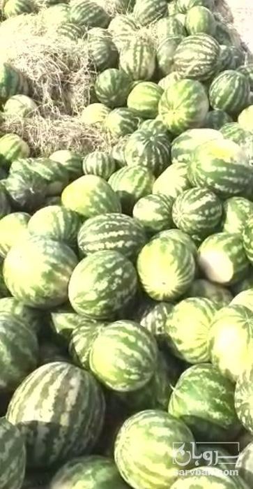 فروش هندوانه میکادو