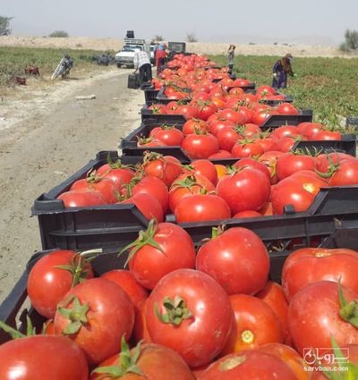 فروش گوجه فرنگی 8320