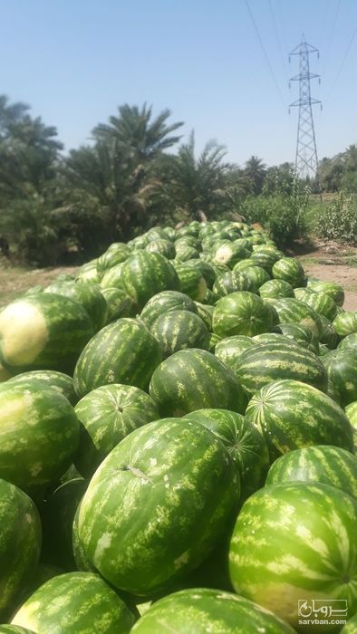 فروش هندوانه بیضی