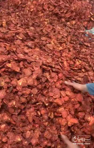 فروش گوجه خشک