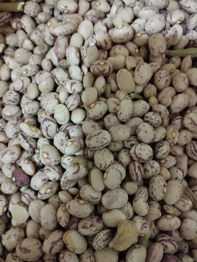 فروش لوبیا چیتی