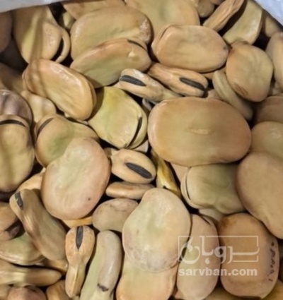 فروش باقلا تازه - باقالی - باقالا