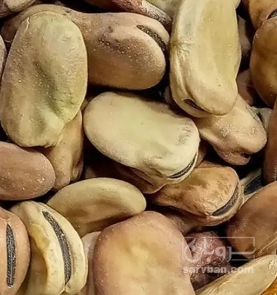 فروش باقلا تازه - باقالی - باقالا