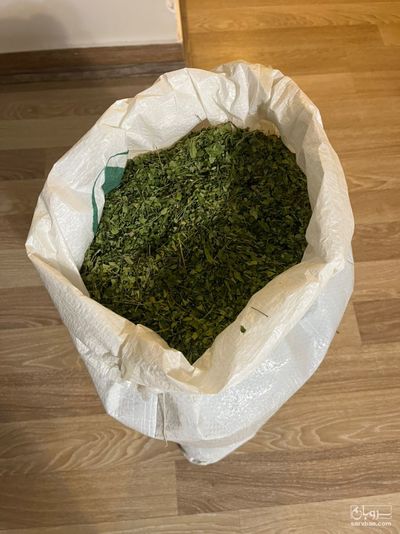 فروش برگ خشک مورینگا (گز روغنی)