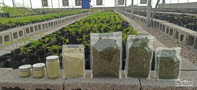 فروش مورینگا (گز روغنی)