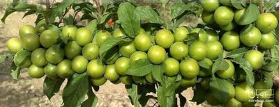 فروش گوجه سبز