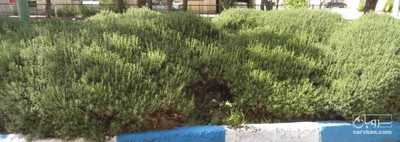فروش نهال رزماری