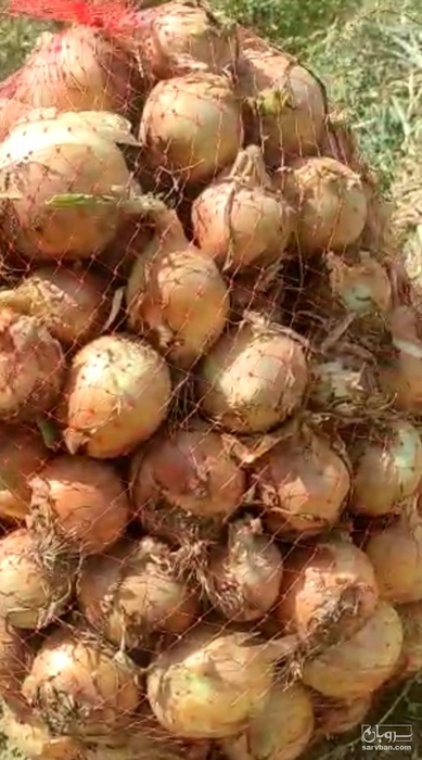 فروش پیاز طلایی