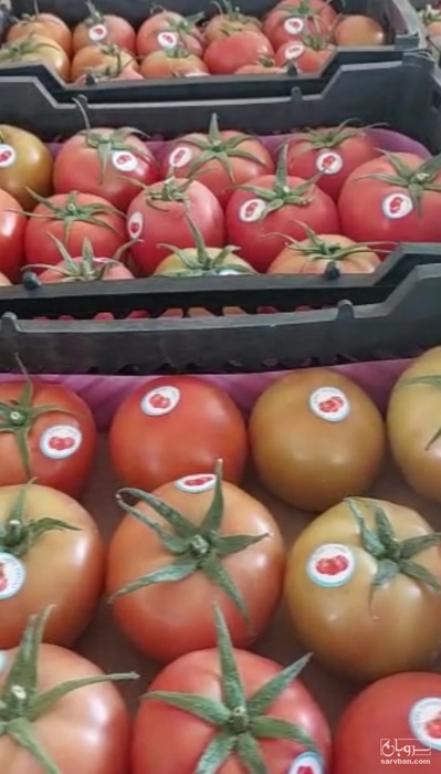 فروش گوجه فرنگی 4129