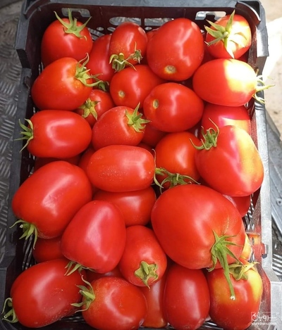 فروش گوجه فرنگی متین