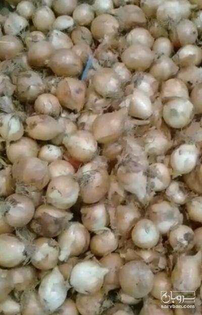 فروش پیاز زرد