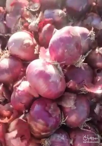 فروش پیازقرمز