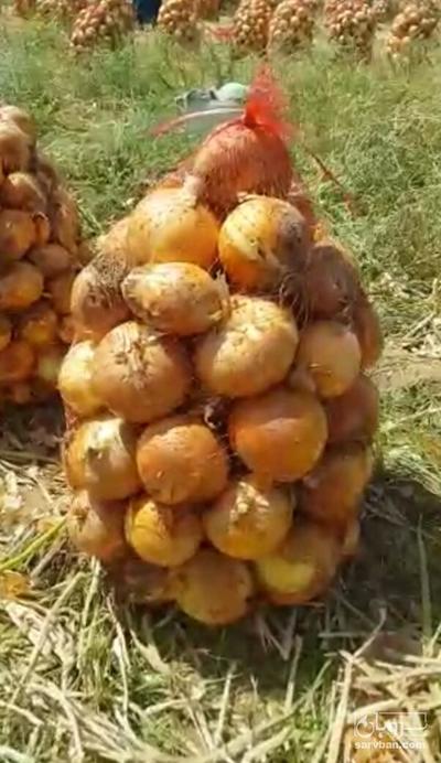 فروش پیاز زرد