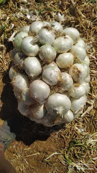فروش پیاز سفید