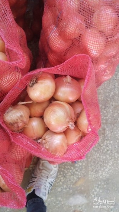 فروش پیاز زرد