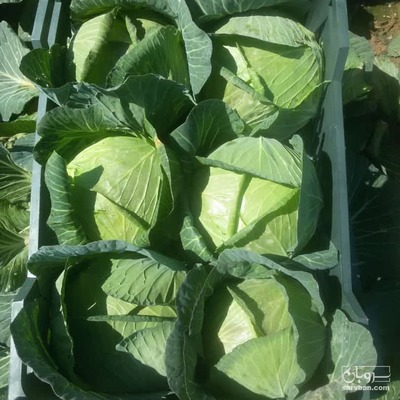 فروش کلم برگی