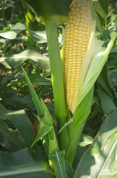 فروش ذرت مکزیکی