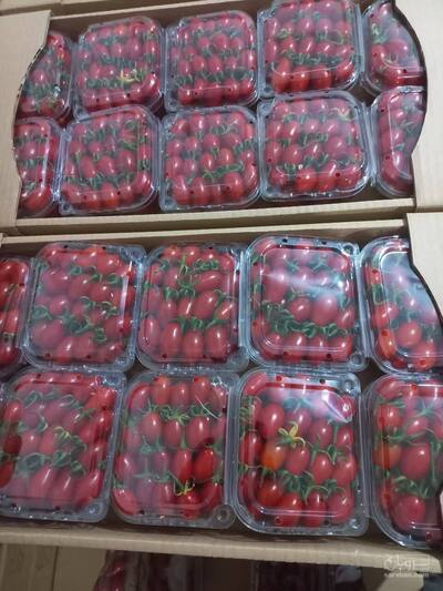 فروش گوجه فرنگی گیلاسی