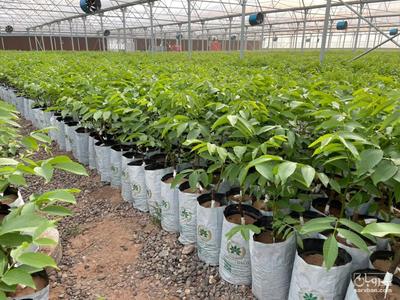 فروش نهال گردو