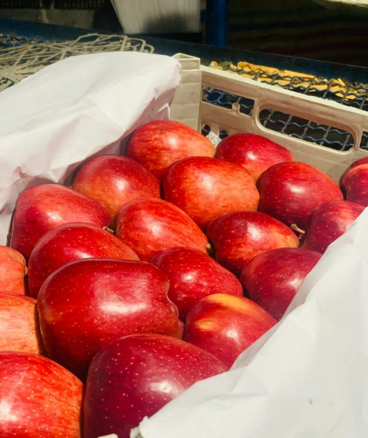فروش سیب قرمز