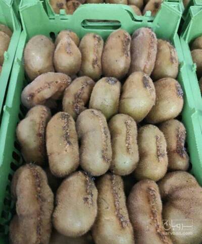 فروش کیوی دو قلو