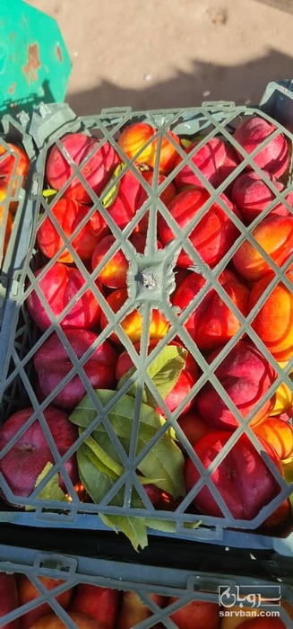 فروش شلیل انجیری