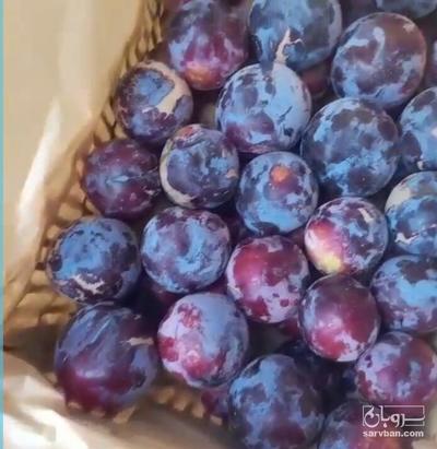 فروش آلو شابلون