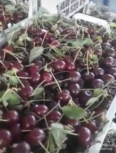 فروش آلبالو