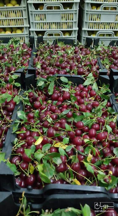 فروش آلبالو