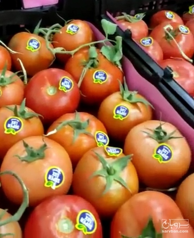 فروش گوجه فرنگی ۱۰۱۲