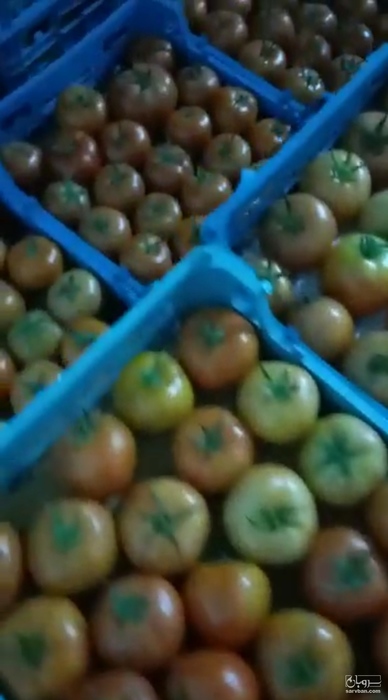 فروش گوجه فرنگی4129