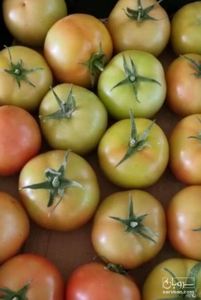 فروش گوجه فرنگی گلخانه ایی