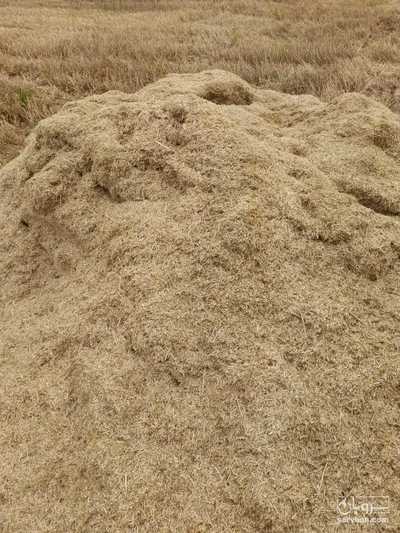 فروش کاه و کلش گندم