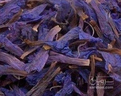 فروش گل گاو زبان - گاوزبان (گیاه‌ دارویی)
