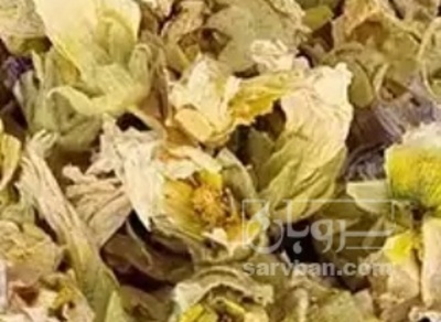 فروش گل ختمی - خطمی (گیاه‌ دارویی)