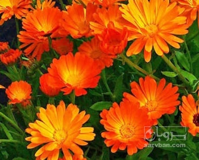 فروش گل همیشه‌ بهار (گیاه‌ دارویی)